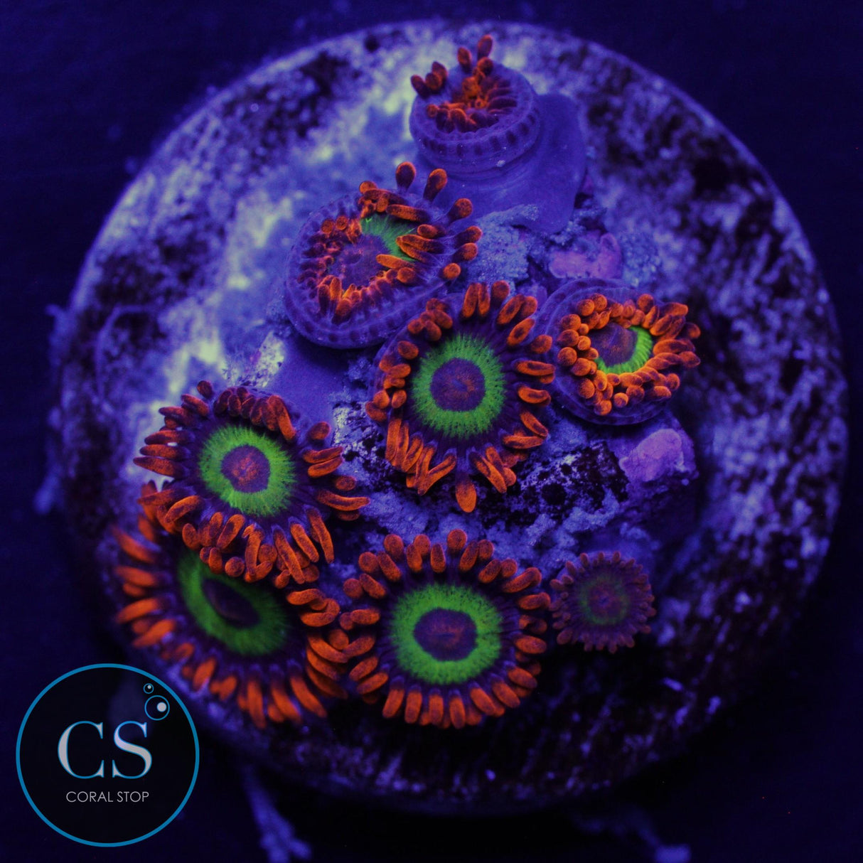 JF VEGAS STRIP ZOA
