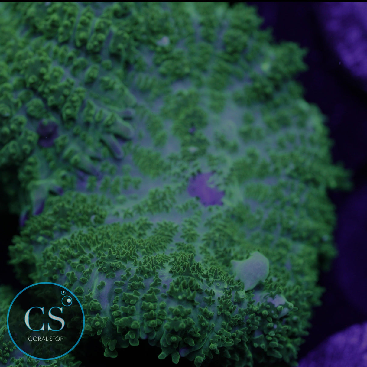 CS GHOST JUNGLE BOUNCE MUSHROOM