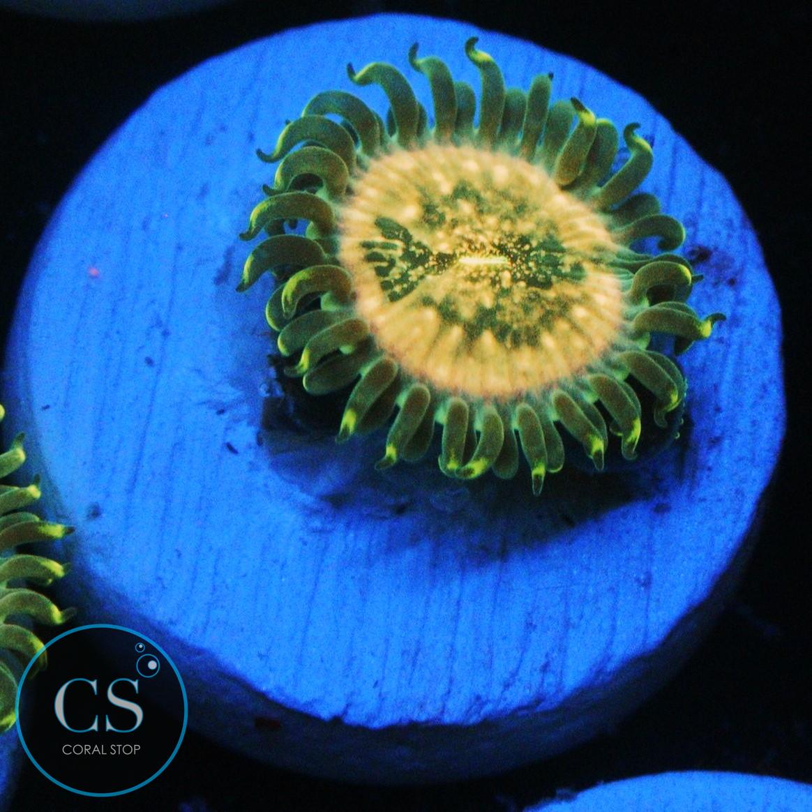 HAWAIIAN DING DANG ZOA