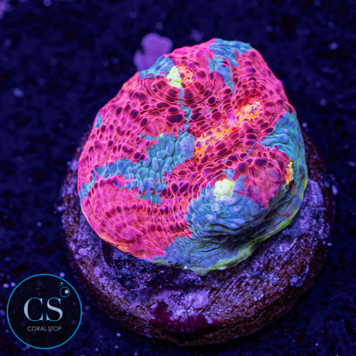 Jellybean Rainbow Chalice