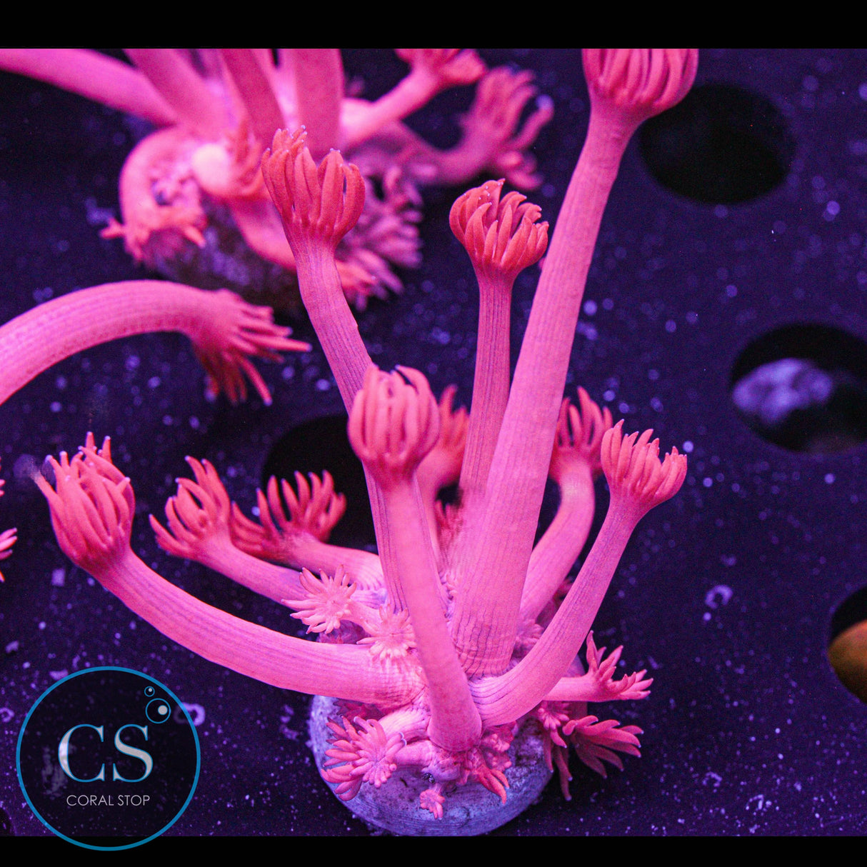 Fuchsia Red Goni