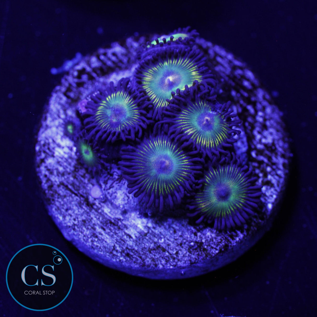 CS SUPER MARIO SUNSHINE ZOA