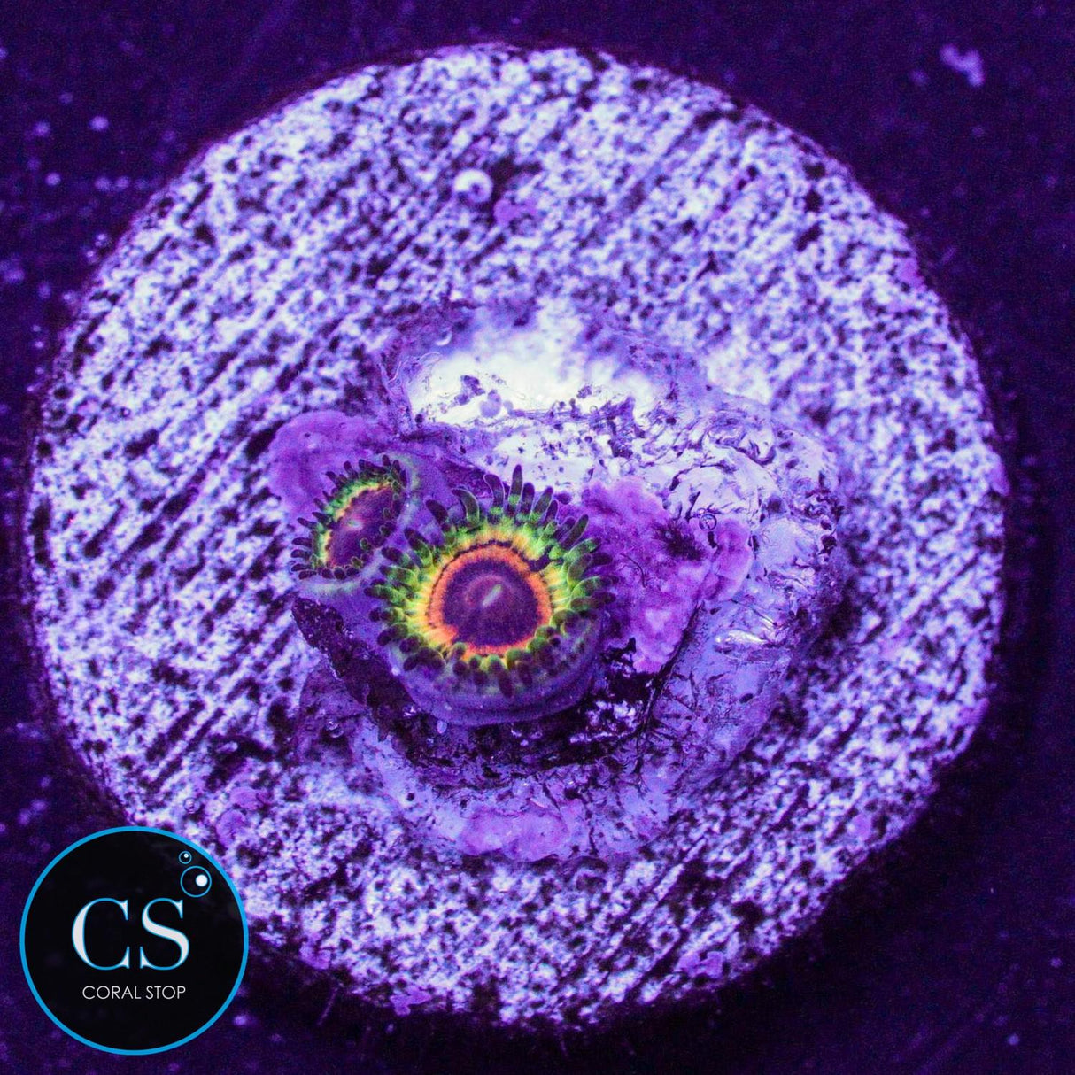 Little Shop Of Horror Zoa