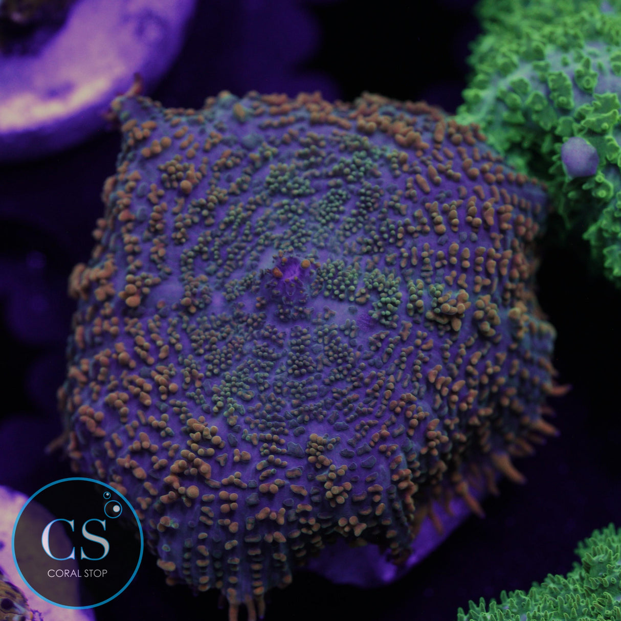 TEQUILA SUNRISE MUSHROOM