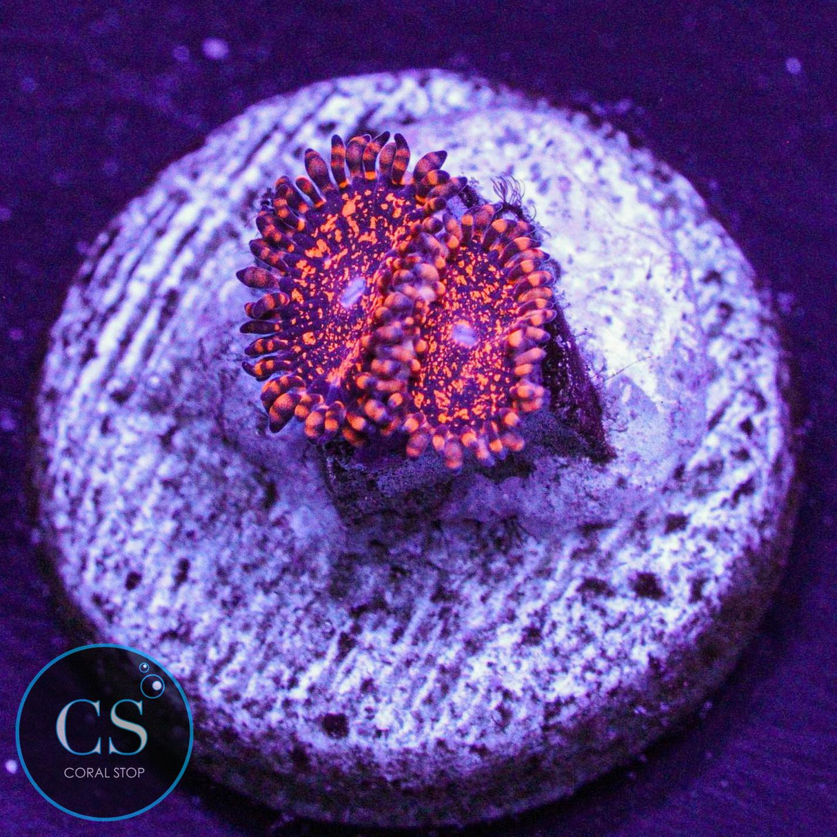Nightmare Zoa