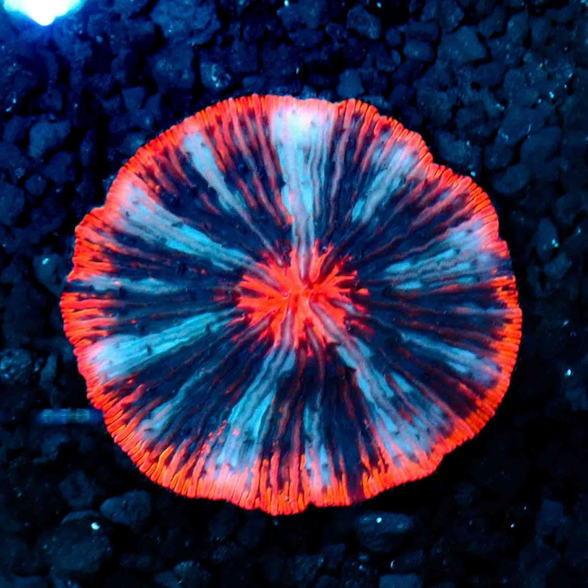 ULTRA PLATE CORAL