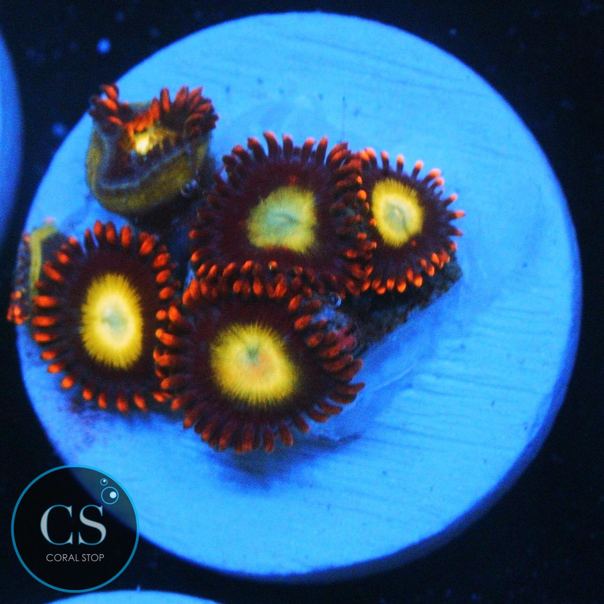 OG CIRCUS ZOA