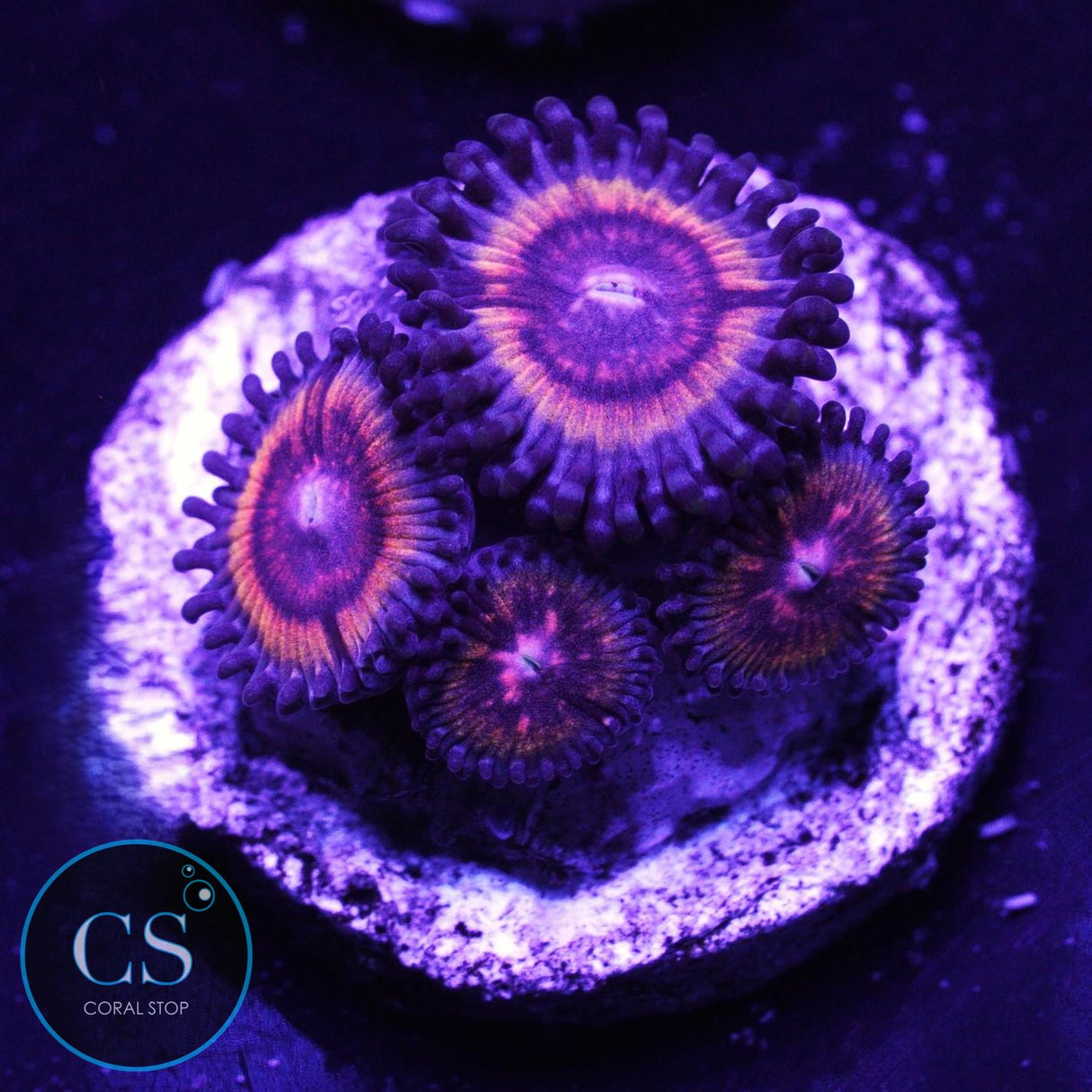 Kush Corals Bloodsucker Zoa