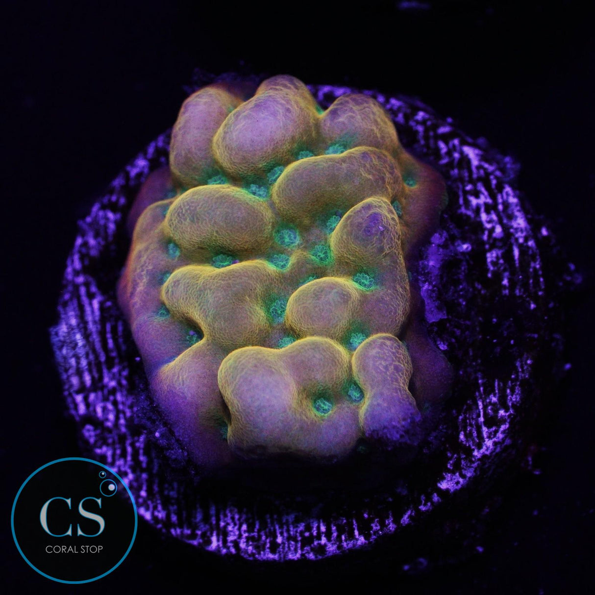 WWC Kung Pow Montipora