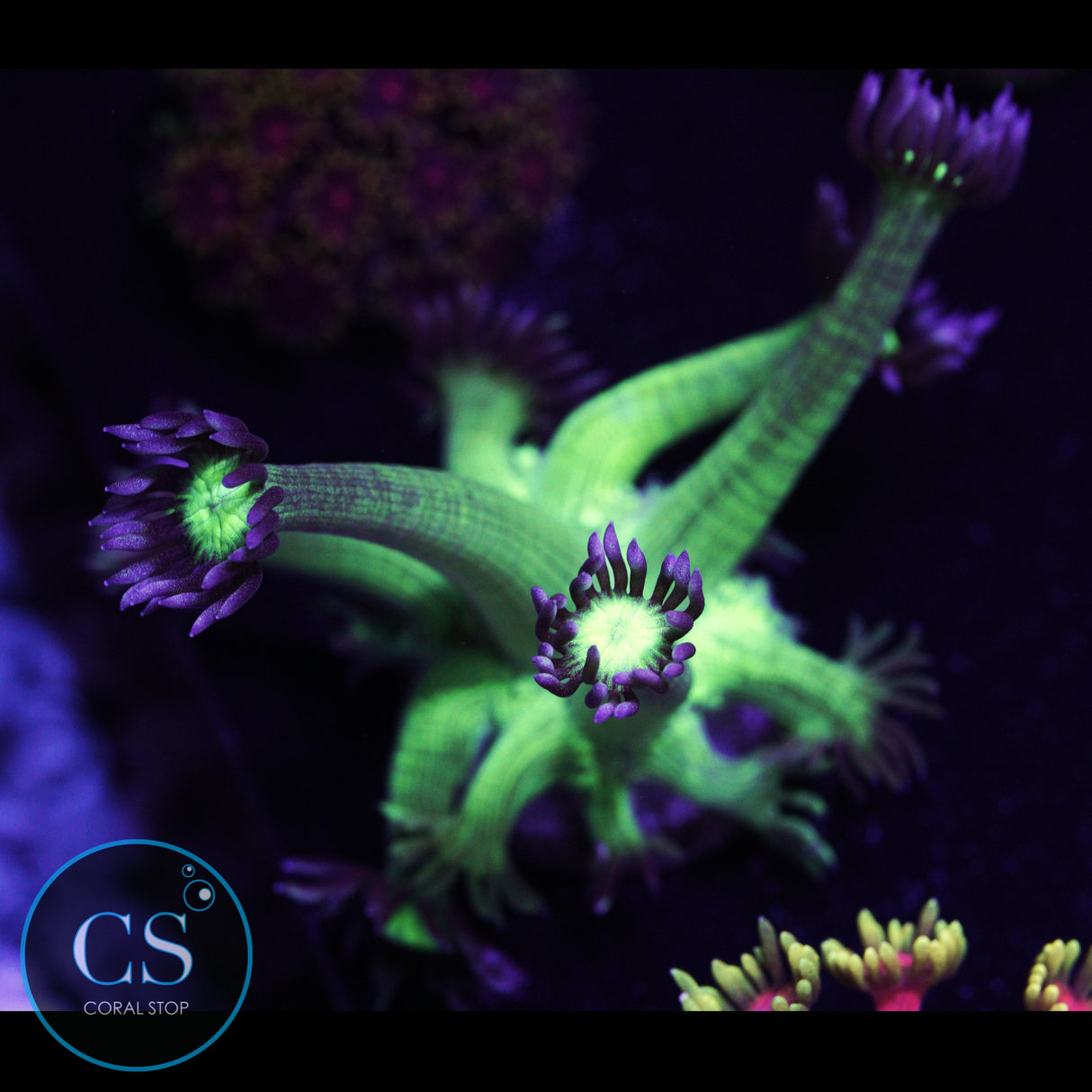 Pseudo Glitter Goniopora