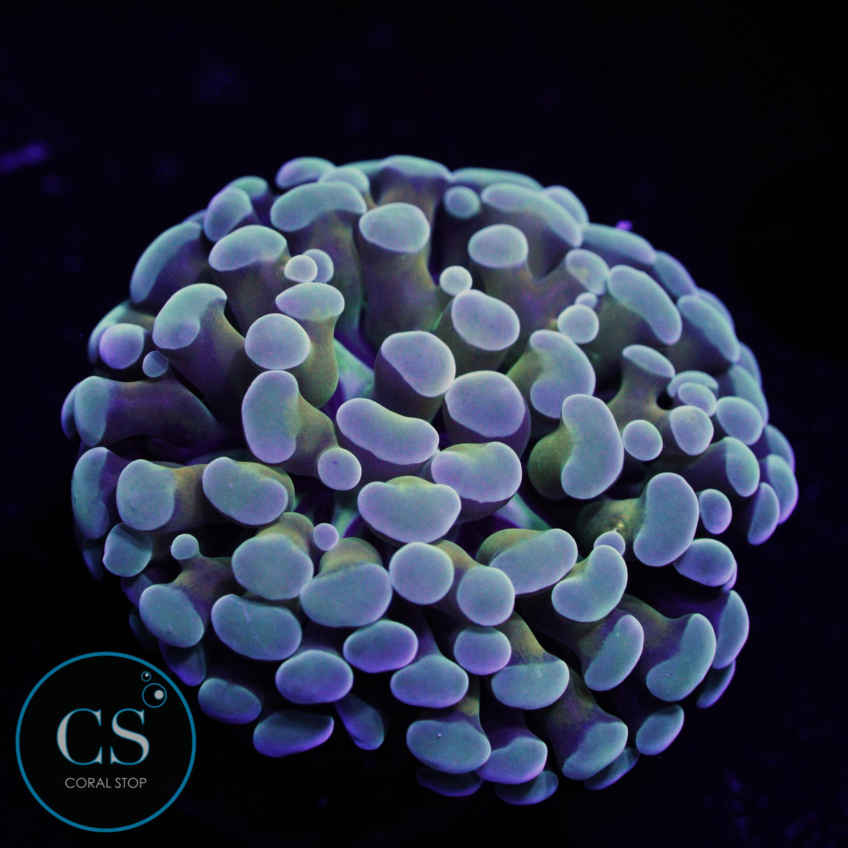 Ultra Gold Stem Cristata