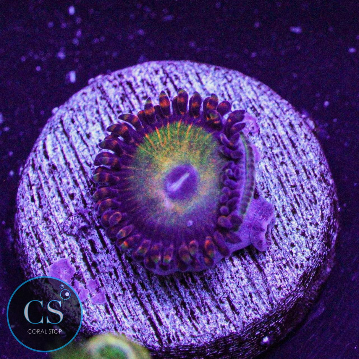 Candy Apple Orange Zoa