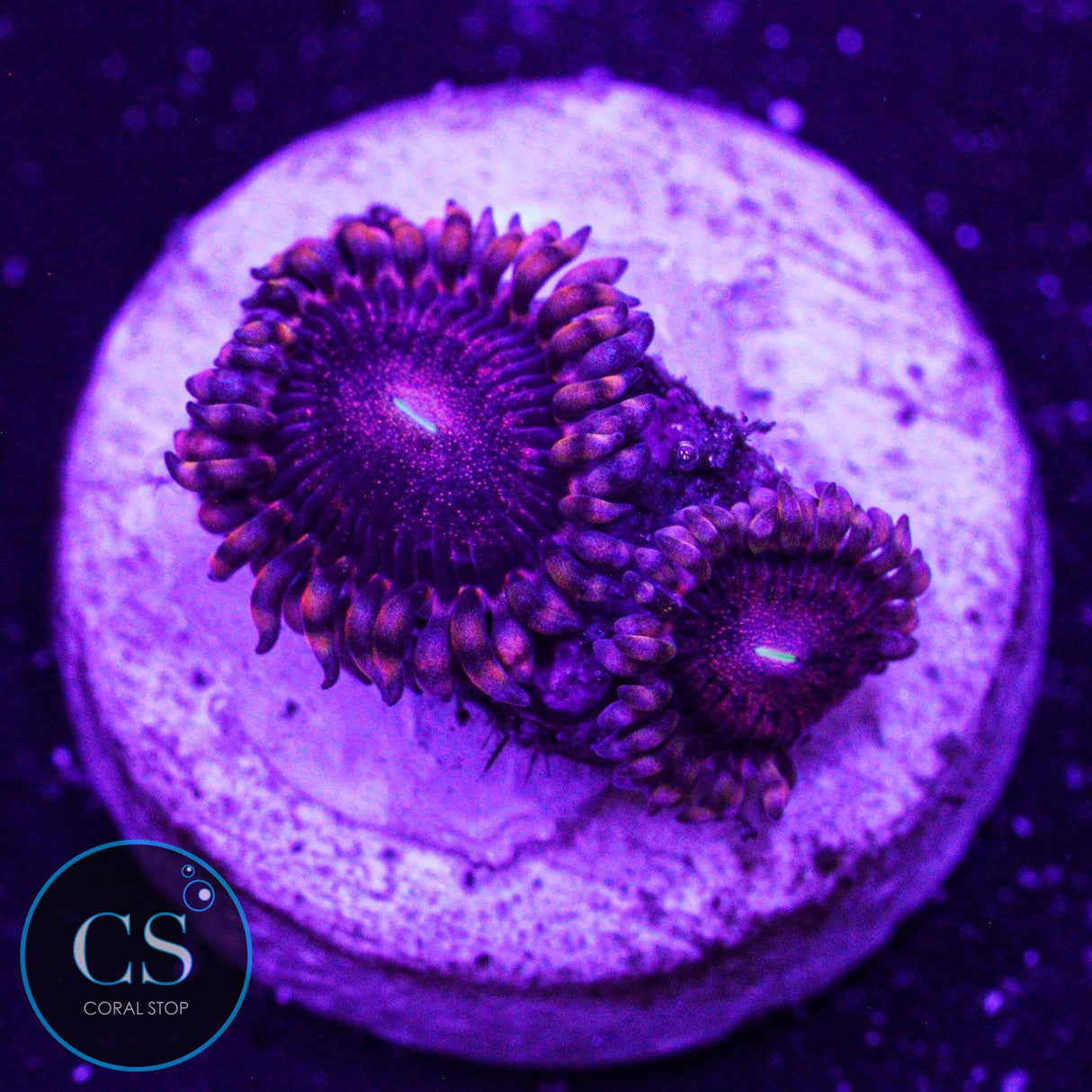 LC Andromeda Zoa