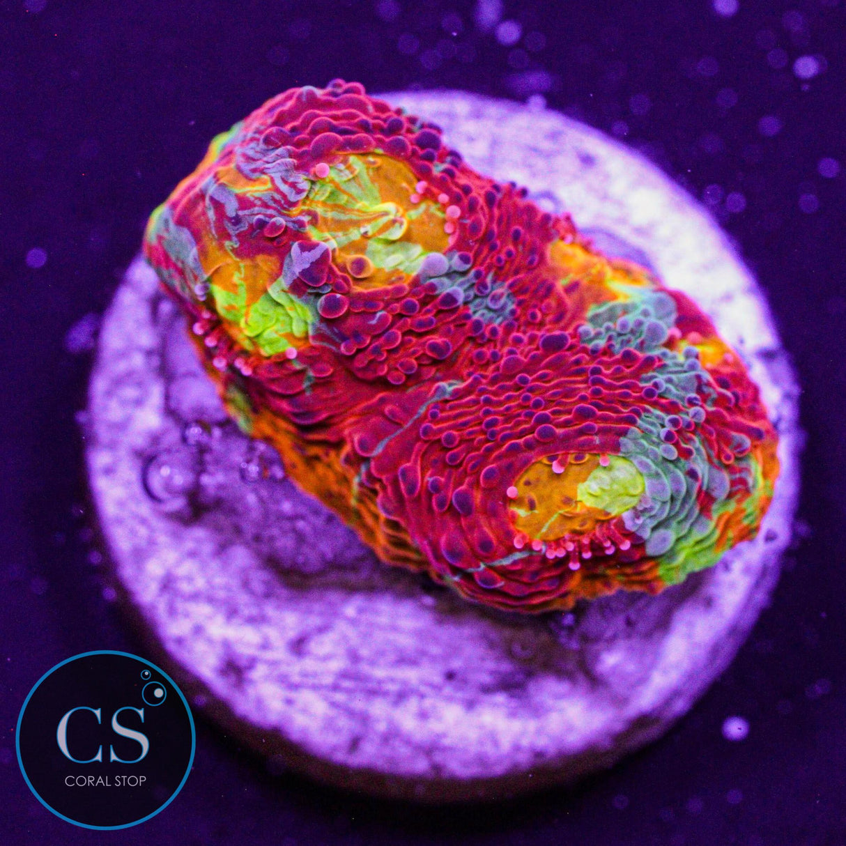 Dynamite Rainbow Chalice