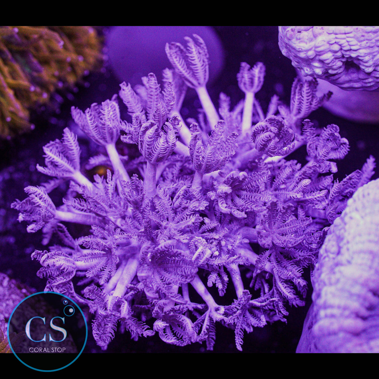 Pulsing Xenia