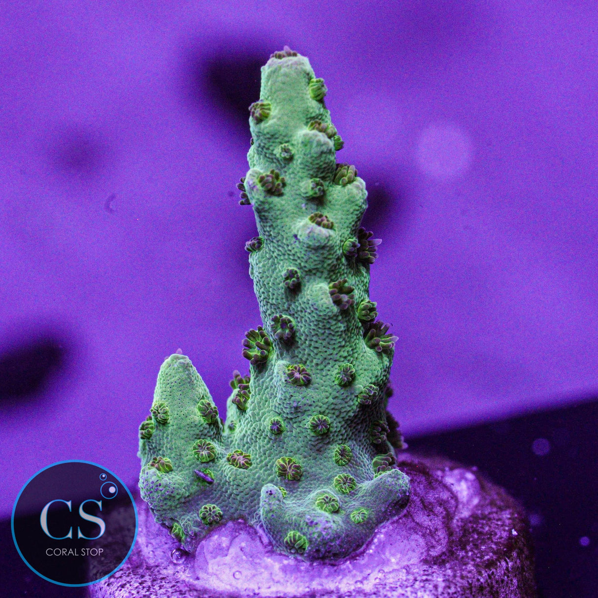 SBB Berry Cake Acro