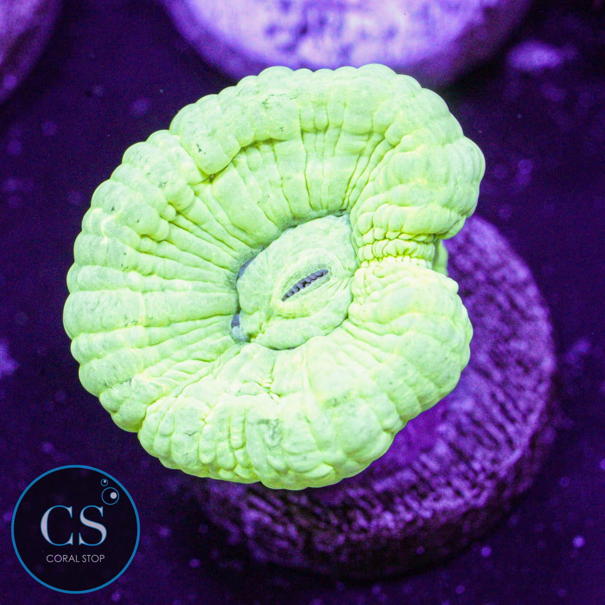 Kryptonite Candy Cane