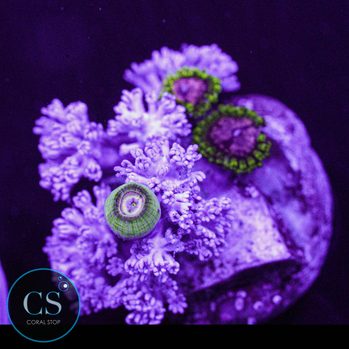 Purple Monster Pulsing Xenia Combo
