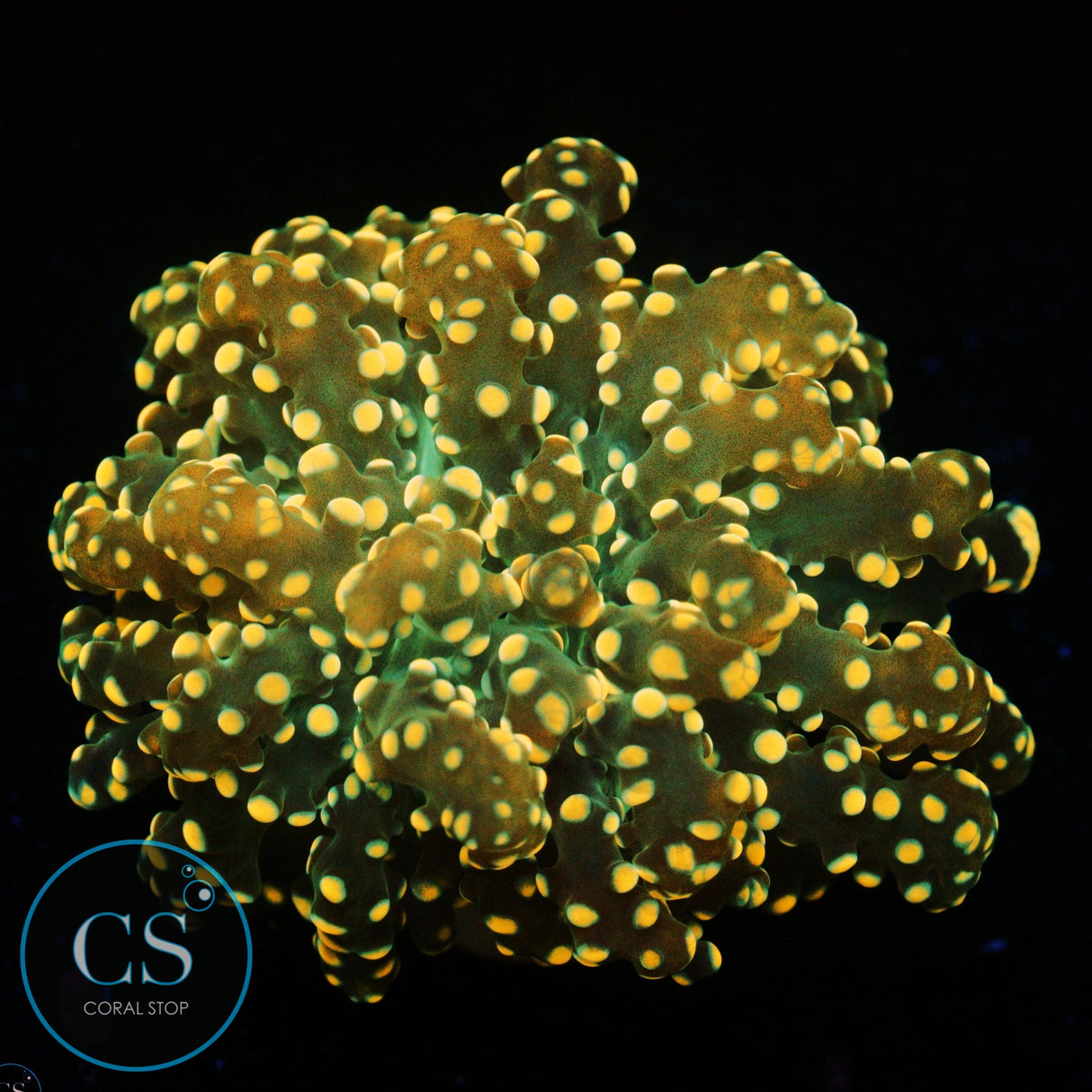 ORANGE YAEYAMAENSIS