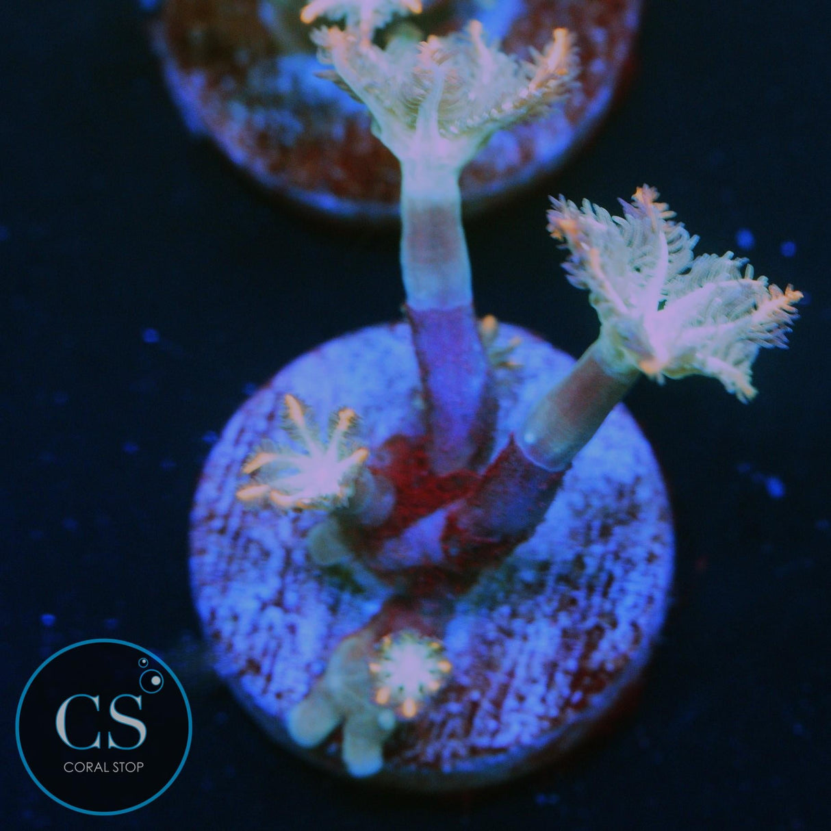 WWC FIREWORKS CLOVE POLYPS