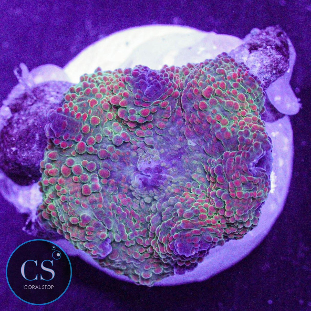 Interstellar Mushroom