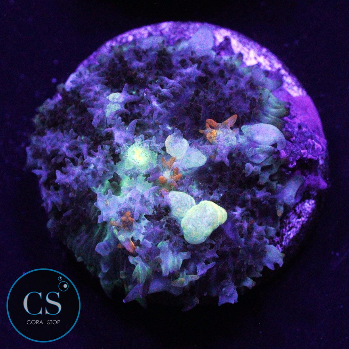 PZ GODSPAWN BOUNCE MUSHROOM