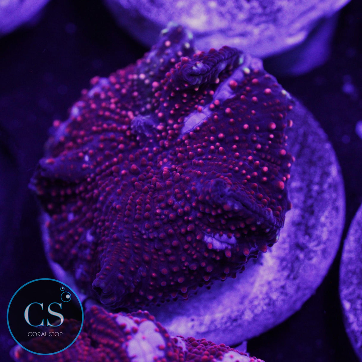 DRAGON LADY BOUNCE MUSHROOM