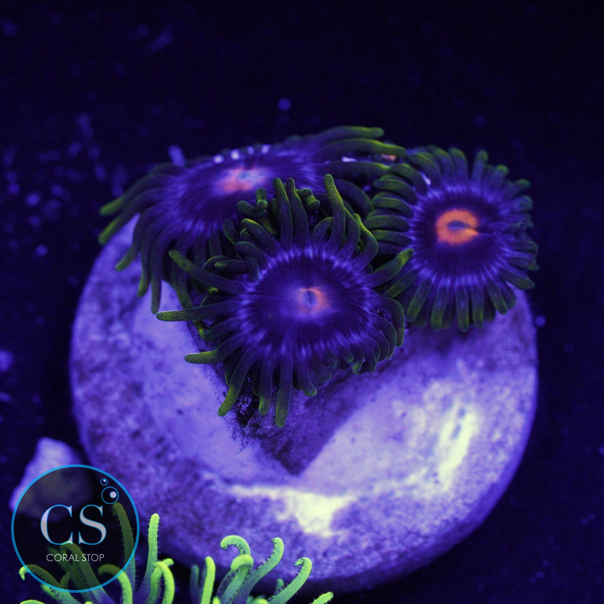 JF BIG BANG ZOA