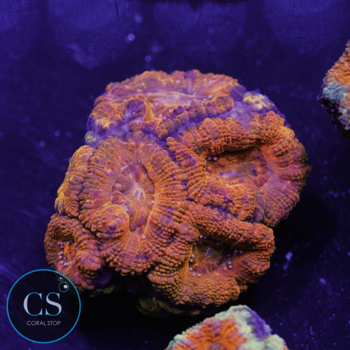 AUSSIE ACAN