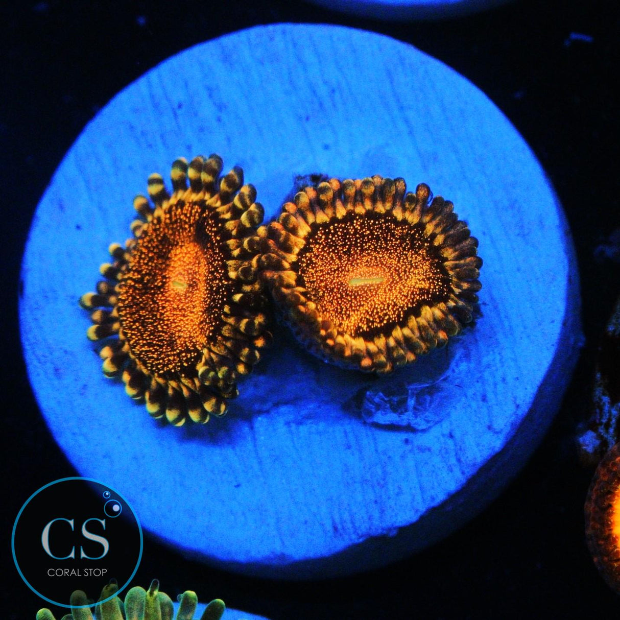 CS ORANGE DEATHSTAR ZOA