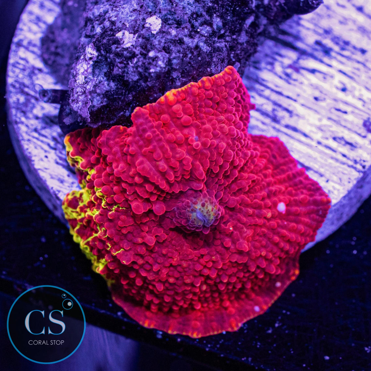 Eclectus Jawbreaker Mushroom