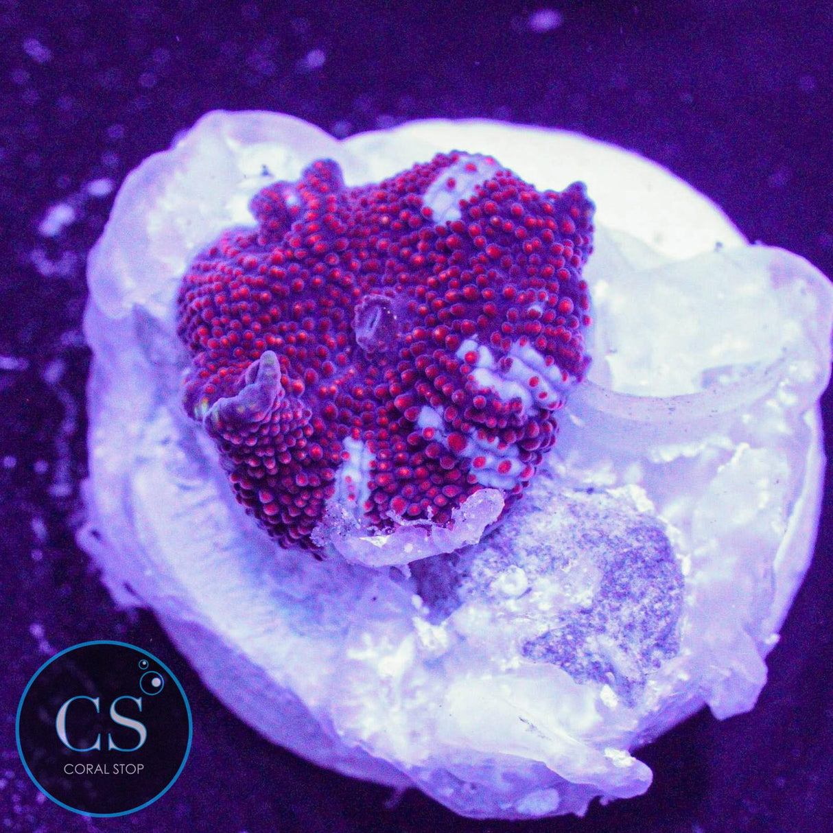 Red Devil Bounce Mushroom