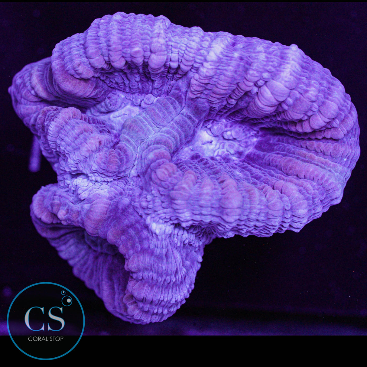 Reef Builders Giant Purple Candy Cane