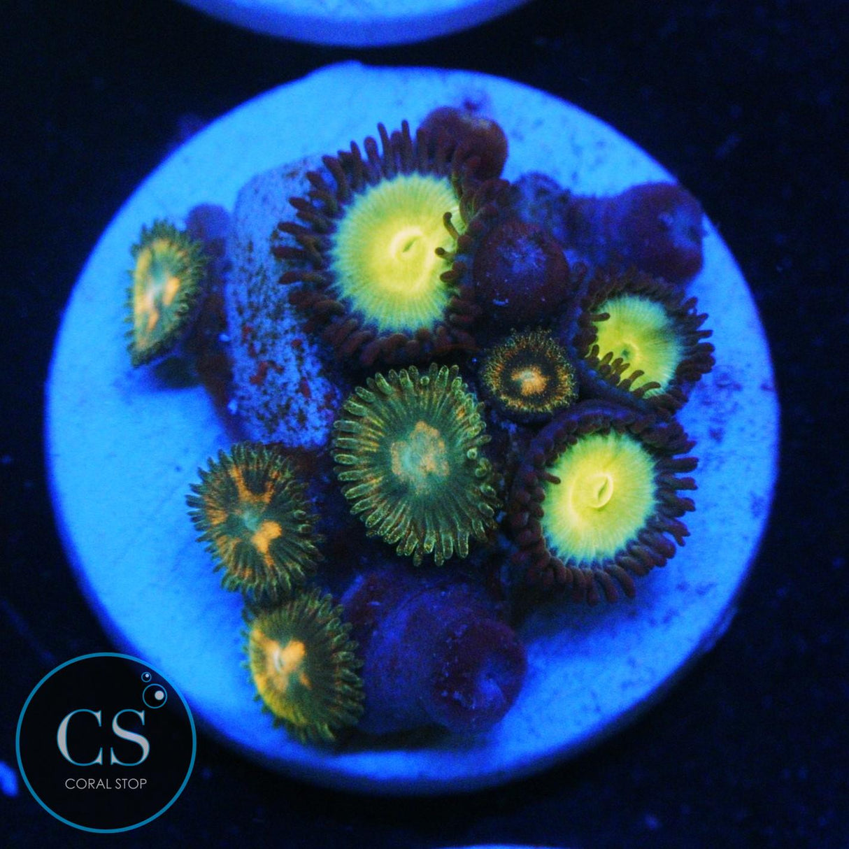 LOST WORLDS ZOA