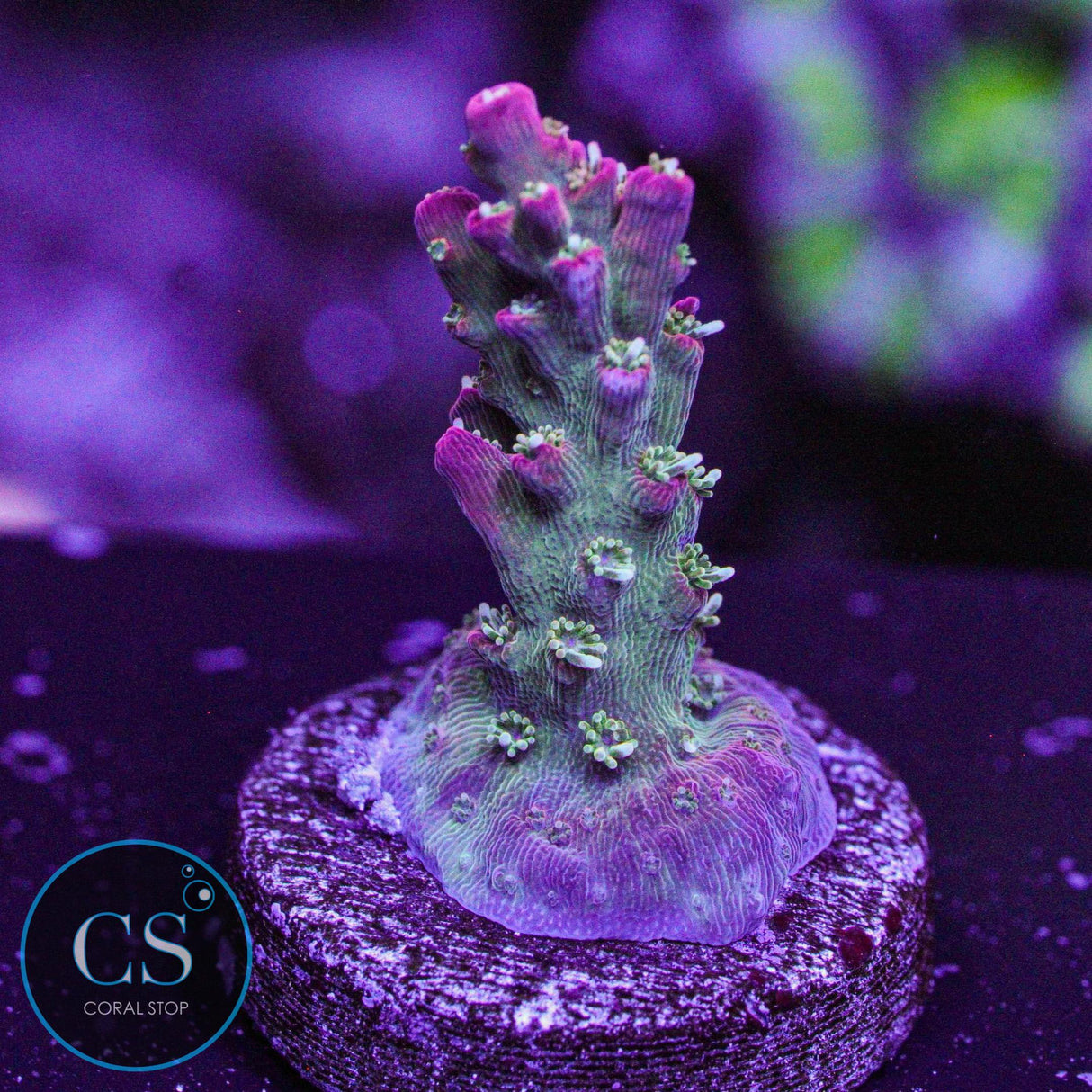 Vivid's Confetti Acro