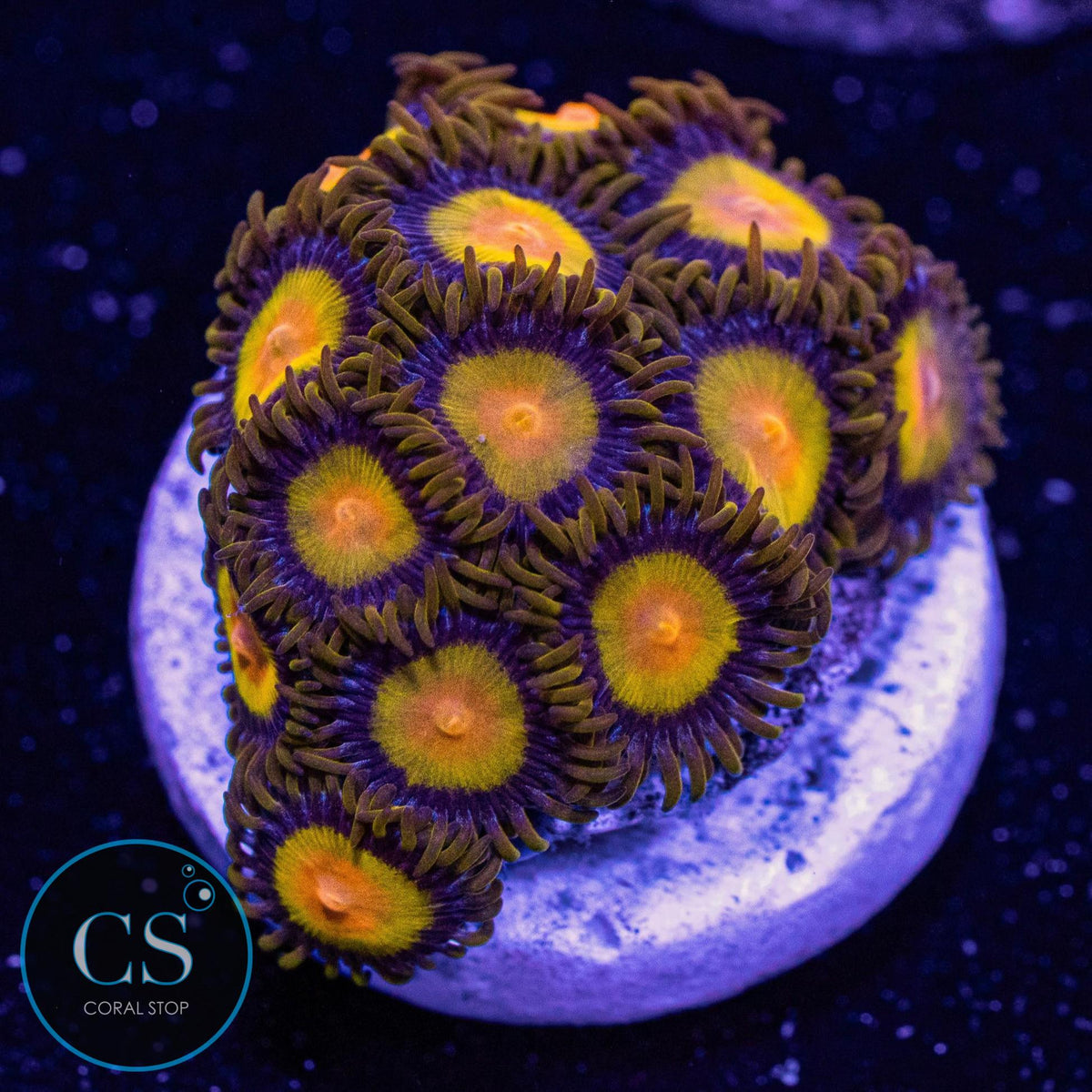 Tutti Frutti Zoa