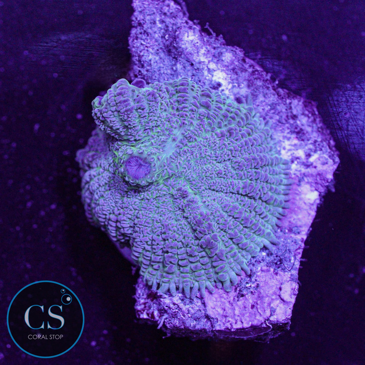 Rare Blue Rhodactis Mushroom