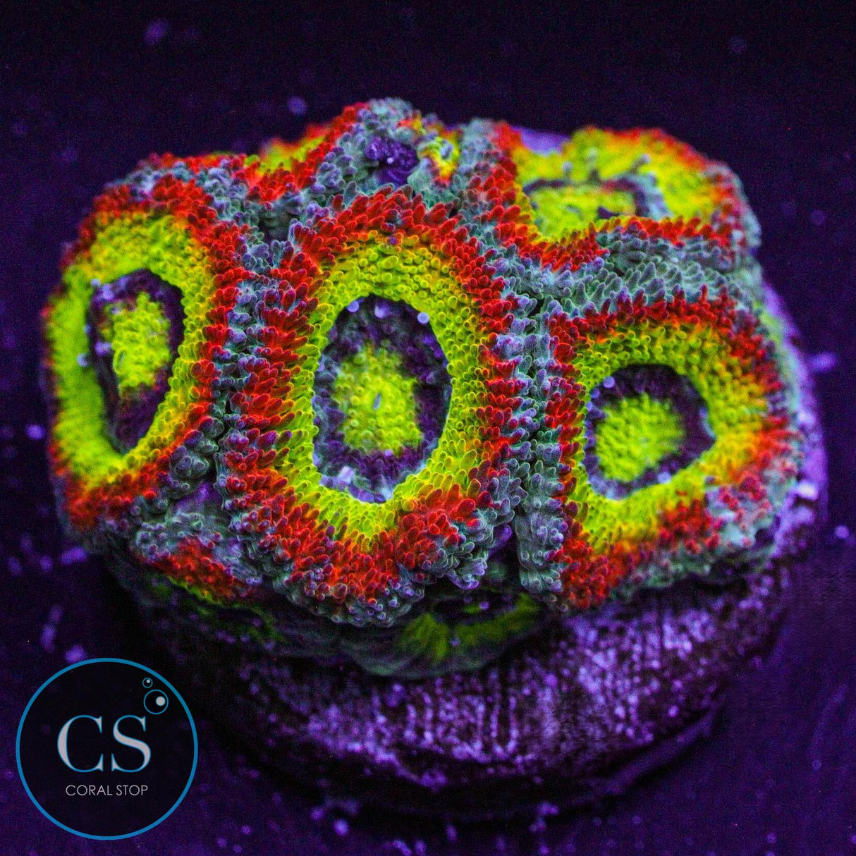 Holy Grail Micromussa