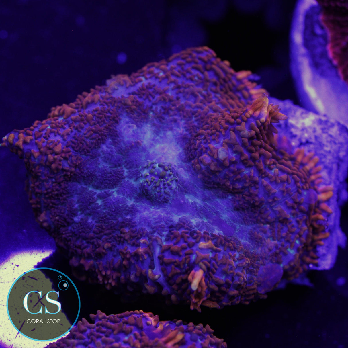 JUMBO SUPERMAN MUSHROOM