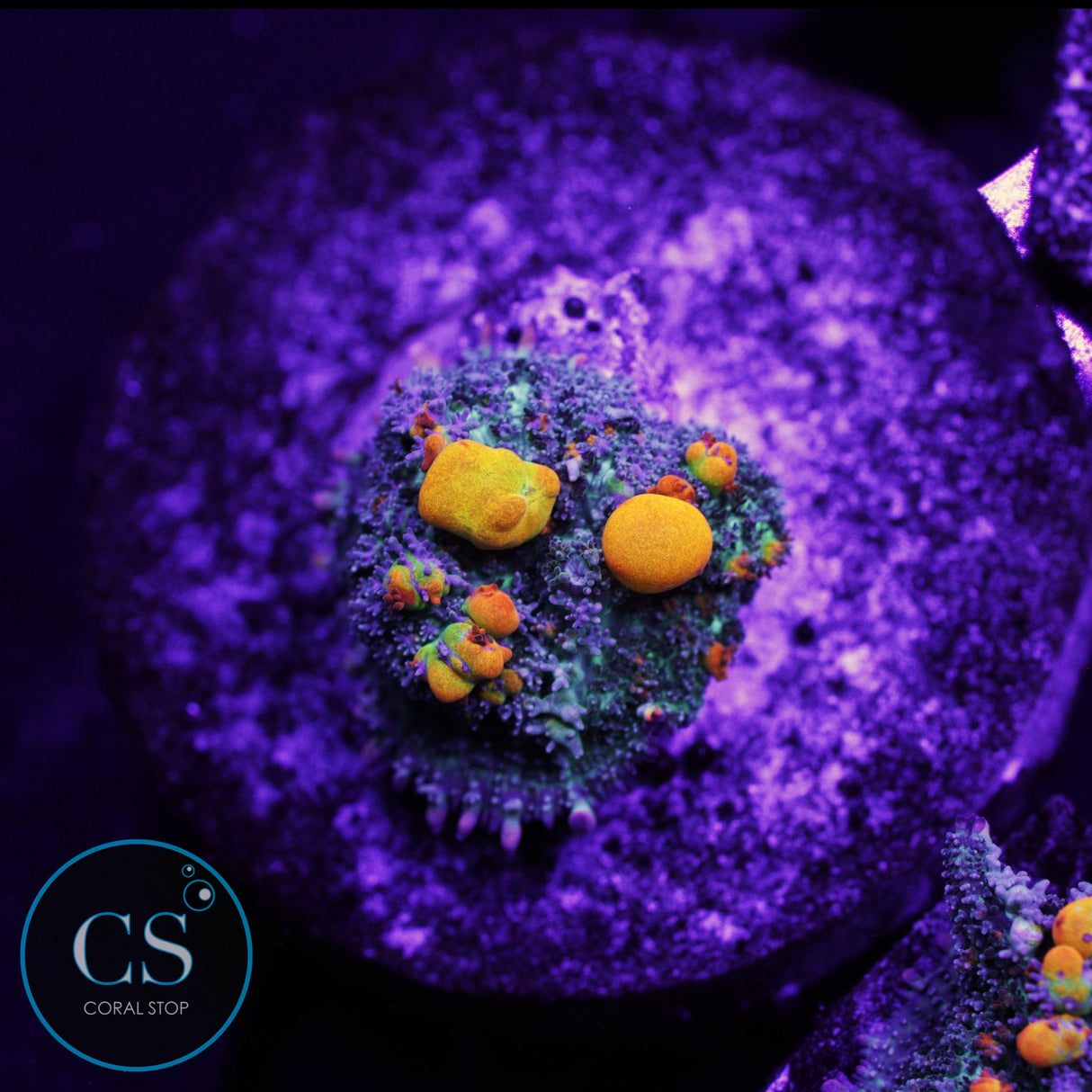 WWC OG BOUNCE MUSHROOM