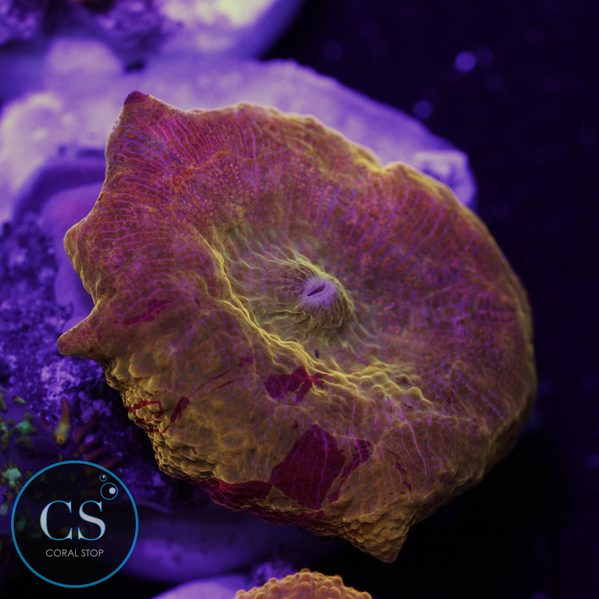 POLETTI JAWBREAKER MUSHROOM