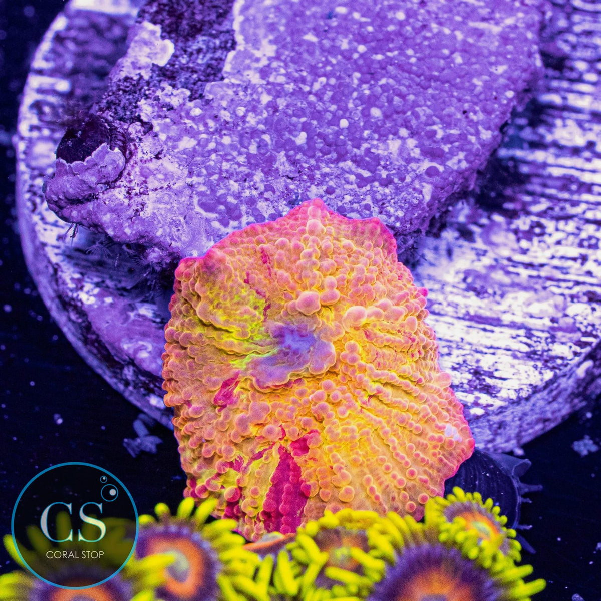 Morning Star Jawbreaker Mushroom