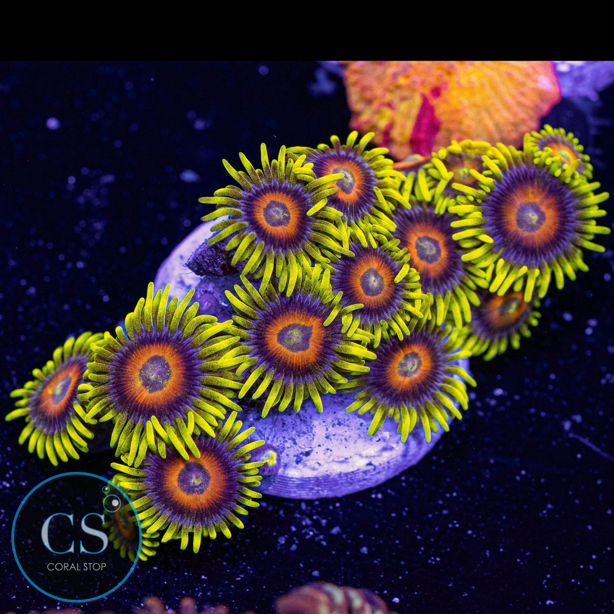 Lazy's Lashes Zoa