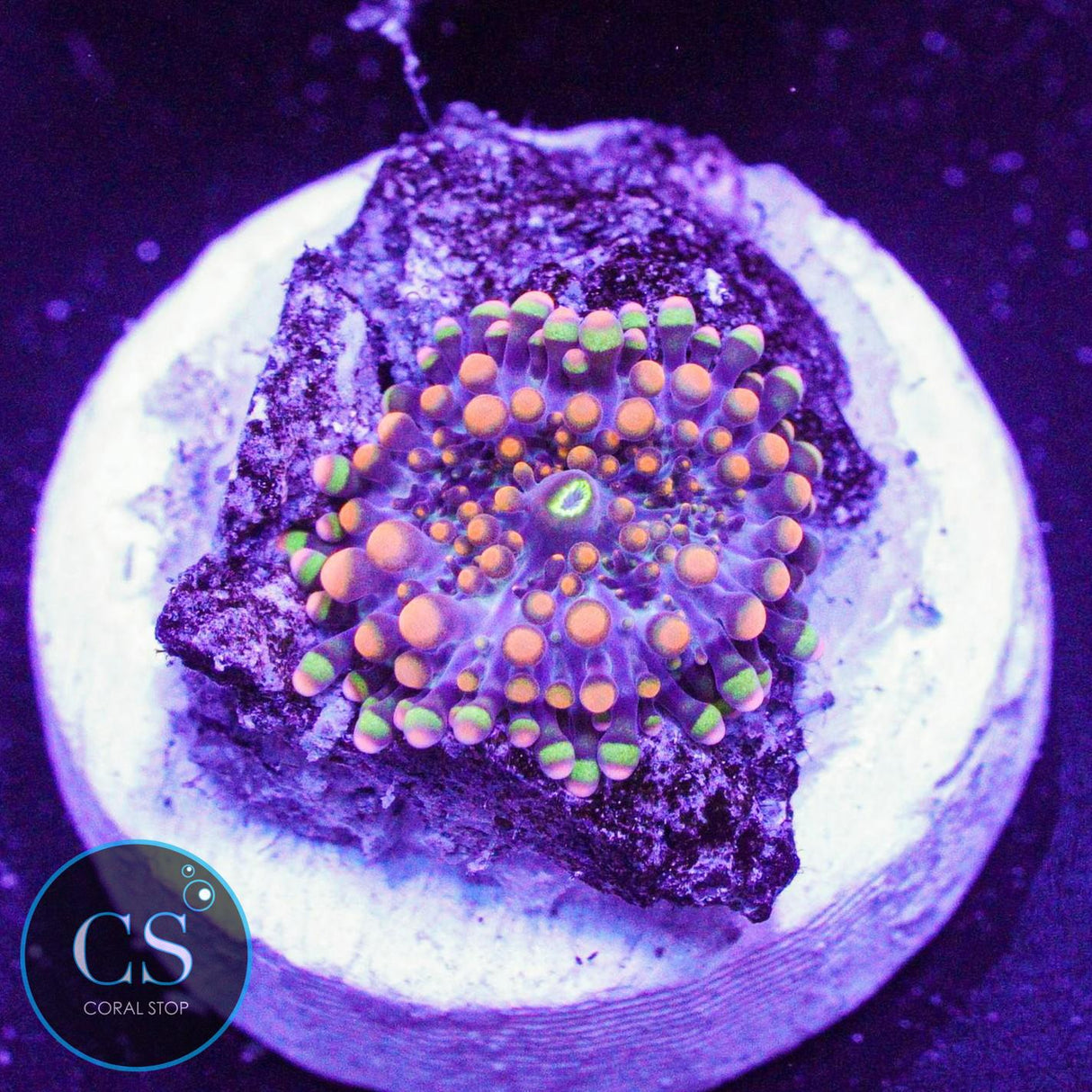 Dough Boy Bounce Mushroom