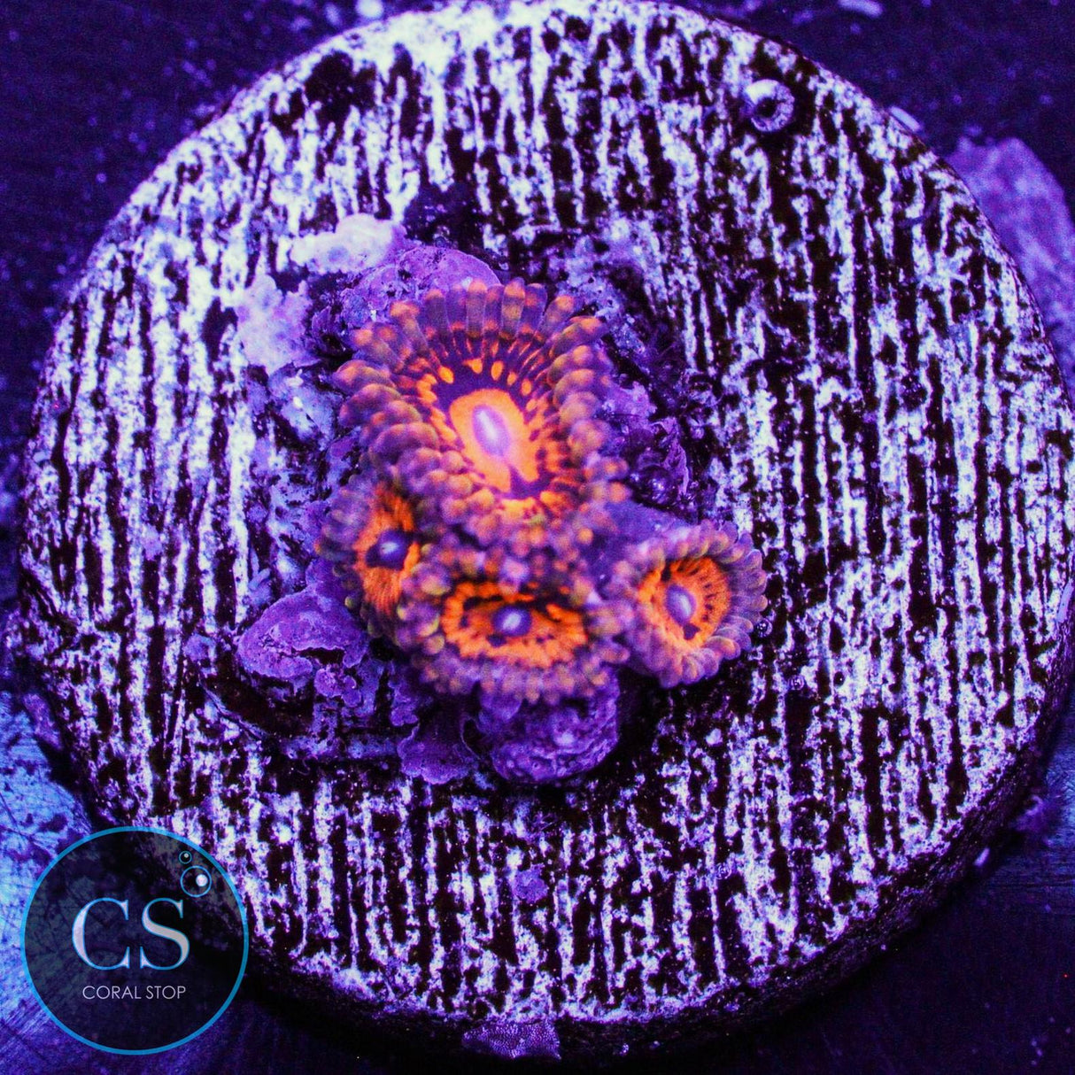 Nightmare 2.0 Zoa