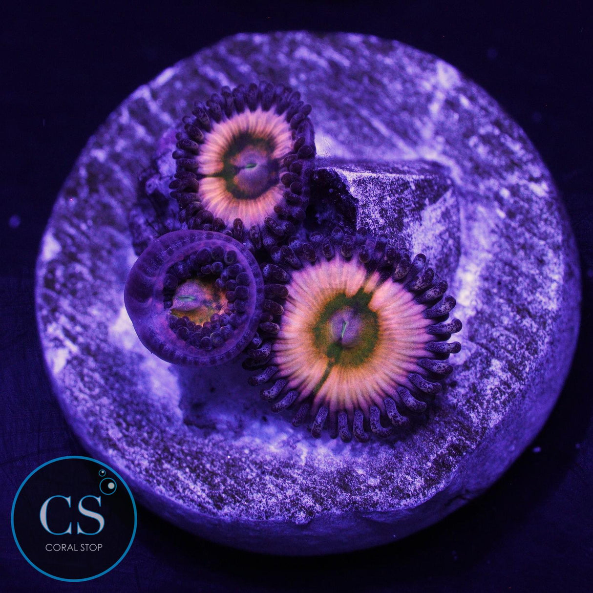 JF RAINBOW INFUSION ZOA