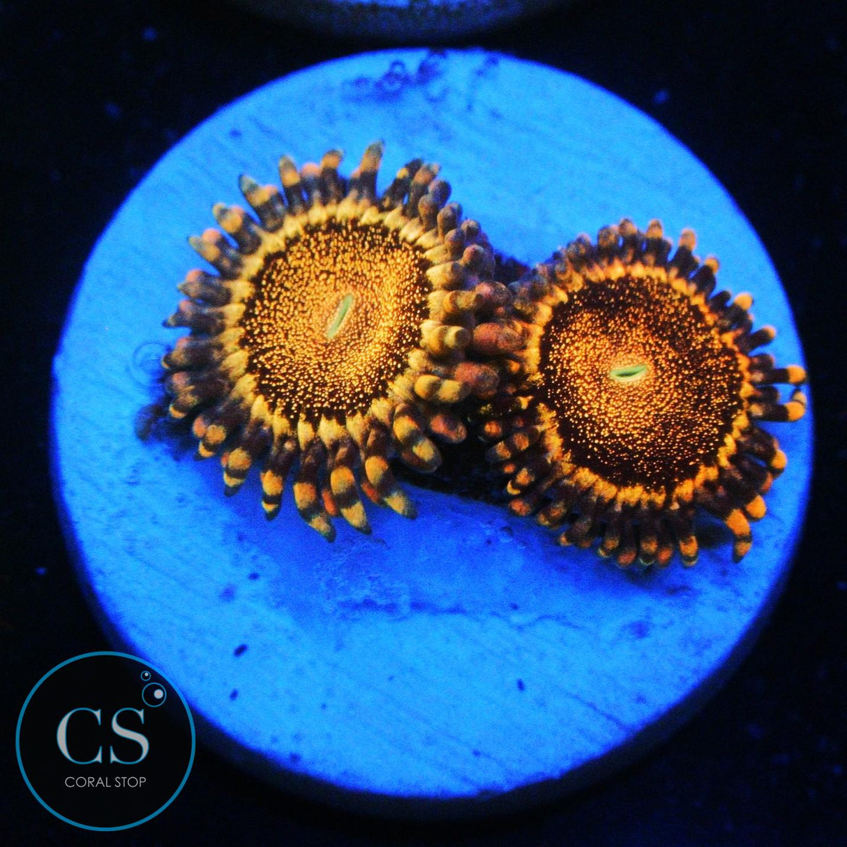 CS ORANGE DEATHSTAR ZOAS