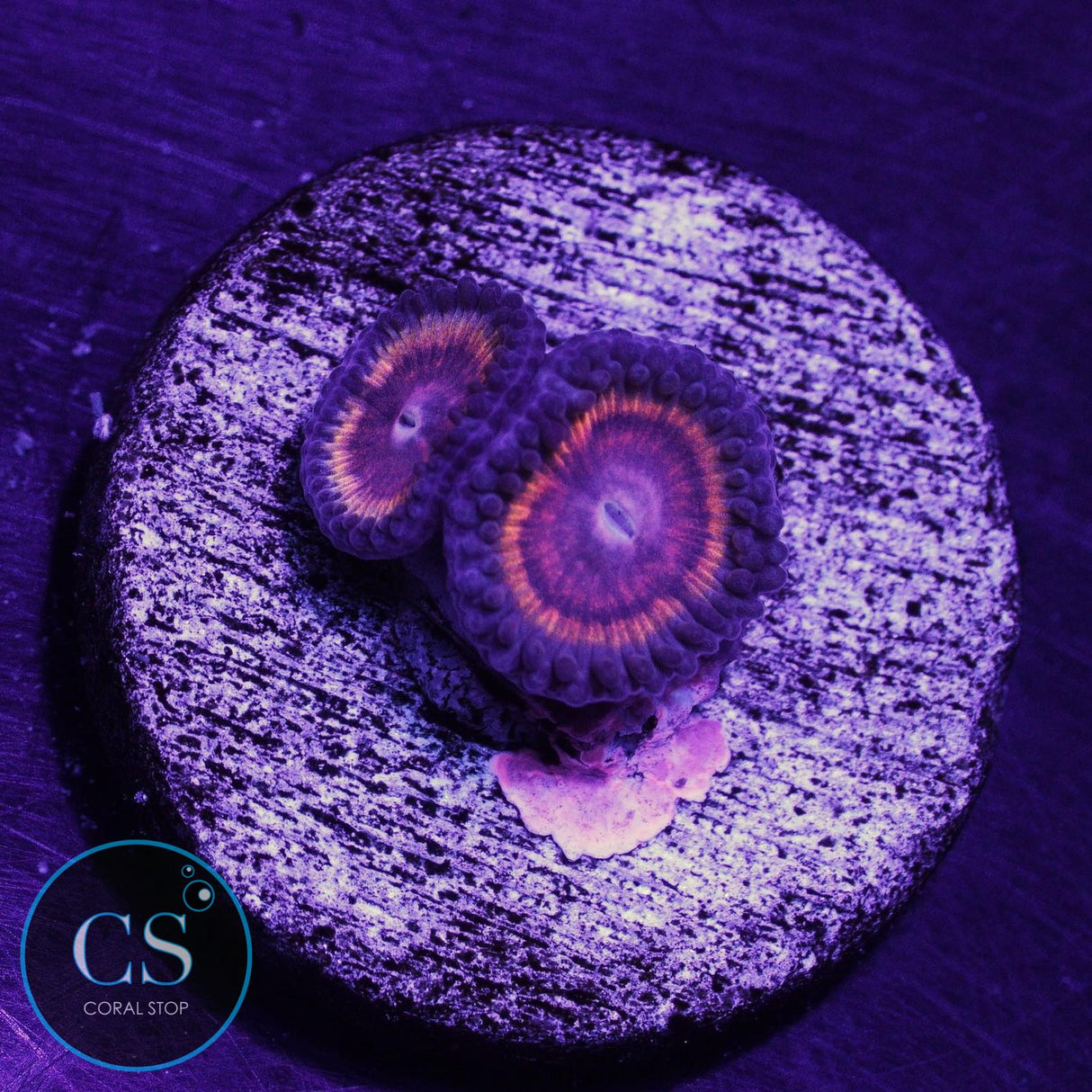 Kush Corals Bloodsucker Zoa