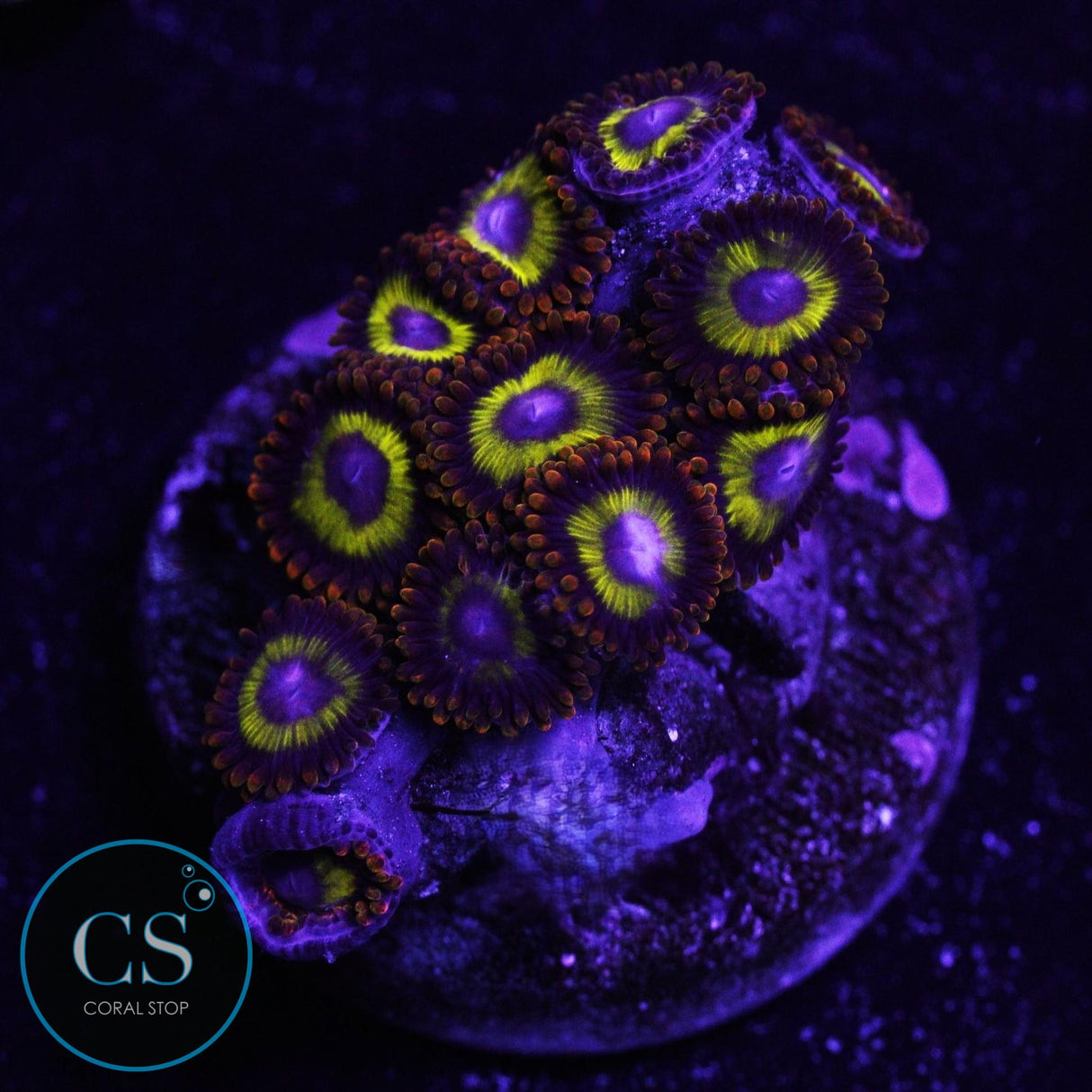 Fruit Loops Zoa