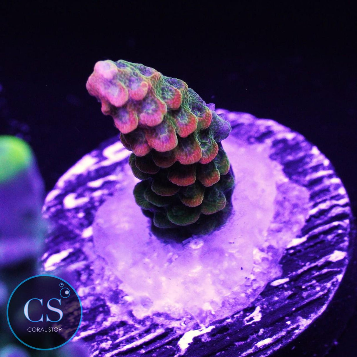 JF Solar Flare Milli